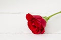 One single red rose isolated on white wood Royalty Free Stock Photo