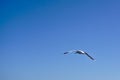 One single seagull bird flying Royalty Free Stock Photo