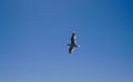 One single seagull bird flying Royalty Free Stock Photo