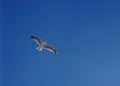 One seagull bird flying Royalty Free Stock Photo