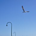 One single seagull bird flying with plain blue sky Royalty Free Stock Photo