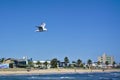 One single seagull bird flying with plain blue sky in background