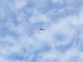 One single seagull flying alone against blue sky with thin wispy clouds Royalty Free Stock Photo