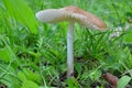 One single specimen of Hygrocybe fornicata or Earthy Waxcap mushroom Royalty Free Stock Photo