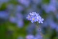 One single stem with tiny forget-me-not blue flowers