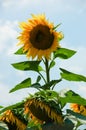 one single sunflower close up Royalty Free Stock Photo
