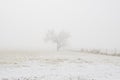 One Single Tree Standing in a Snowy Field on a Cold Foggy Winter Morning Royalty Free Stock Photo