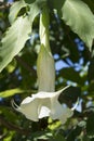 One Single White Brugmansia - Angel`s Trumpets Royalty Free Stock Photo