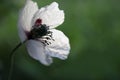 One single white poppy with green background .Abstract view of this wild flower Royalty Free Stock Photo