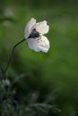 One single white poppy with green background .Abstract view of this wild flower Royalty Free Stock Photo