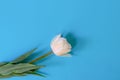 One single white tulip flower with green leaves in the middle of bright blue background Royalty Free Stock Photo