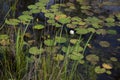 One single white waterlily growing wild in natural dark water with lily pads and reeds in foreground Royalty Free Stock Photo