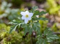 One single wood anemone in focus with blurred background Royalty Free Stock Photo