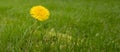 One single yellow dandelion flower on grass lawn. Shallow depth of field. Royalty Free Stock Photo