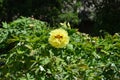 One single yellow peony blossoms with lots buds in the garden