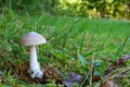 Amanita vaginata or Grisette mushroom in morning dew Royalty Free Stock Photo