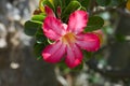 Beautiful Pink Flower