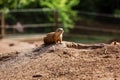 One sitting natural marmot, meerkat look out of the burrow. Curious european suslik posing to photographer. little sousliks Royalty Free Stock Photo