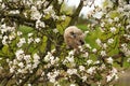 One six week old owl chick eagle owl sits in a tree full of white blossoms. Orange eyes look at you Royalty Free Stock Photo