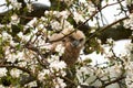 One six week old owl chick eagle owl sits in a tree full of white blossoms. Orange eyes look at you Royalty Free Stock Photo