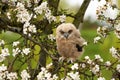 One six week old owl chick eagle owl sits in a tree full of white blossoms. Orange eyes look at you Royalty Free Stock Photo