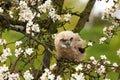 One six week old owl chick eagle owl sits in a tree full of white blossoms. Orange eyes look at you Royalty Free Stock Photo