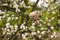 One six week old owl chick eagle owl sits in a tree full of white blossoms. Orange eyes look at you Royalty Free Stock Photo