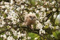 One six week old owl chick eagle owl sits in a tree full of white blossoms. Orange eyes look at you Royalty Free Stock Photo