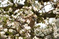 One six week old owl chick eagle owl sits in a tree full of white blossoms. Orange eyes look at you