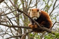 One sleeping Red Panda Royalty Free Stock Photo