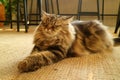 One Sleepy Brown Fluffy Hair Persian Cat Relaxing on the Floor