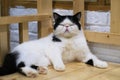 Sleepy white and black Exotic Shorthair cat doze off