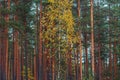 One slender white birch in a pine forest. Pine forest, gloomy autumn landscape.