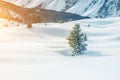 One small alone spruce christmas tree growing on snow covered snowdrift field on highland mountain alpine area. Austrian Royalty Free Stock Photo