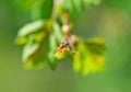 One small ants clamber on plant leaf. Macro photo Royalty Free Stock Photo