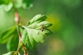 One small ants clamber on plant leaf. Macro photo Royalty Free Stock Photo