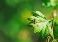 One small ants clamber on plant leaf. Macro photo Royalty Free Stock Photo