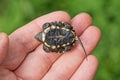 One small baby wet brown yellow turtle