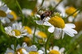 One small bee collects pollen from a white chamomile flower on a summer day. Honeybee perched on white daisy flower, close-up Royalty Free Stock Photo