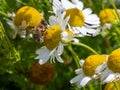 One small bee collects pollen from a white chamomile flower on a summer day. Honeybee perched on white daisy flower Royalty Free Stock Photo