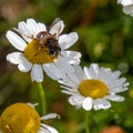 One small bee-like fly sits on a white daisy flower on a summer day. Insect on a flower close-up. Hover flies, also called flower Royalty Free Stock Photo