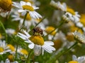 One small bee-like fly sits on a white daisy flower on a summer day. Insect on a flower close-up. Hover flies, also called flower Royalty Free Stock Photo