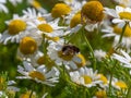 One small bee-like fly sits on a white daisy flower on a summer day. Insect on a flower close-up. Hover flies, also called flower Royalty Free Stock Photo