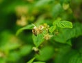 One small bee pollination flower on raspberry cane Royalty Free Stock Photo