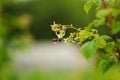 One small bee pollination flower on raspberry cane