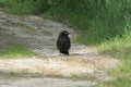 One small bird a black crow chick stands on gray ground