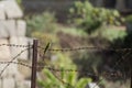 One small bird sitting on the barbed wire Royalty Free Stock Photo