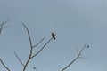 A small bird is sitting on a leafless branch against the evening Cloudy skies in nature. Royalty Free Stock Photo