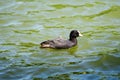 One small black Eurasian coot bird also known as common or Australian coot, swiming on a lake in a summer day Royalty Free Stock Photo