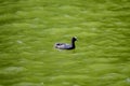 Small black Eurasian coot bird also known as common or Australian coot, swiming on a lake in a sunny summer day Royalty Free Stock Photo